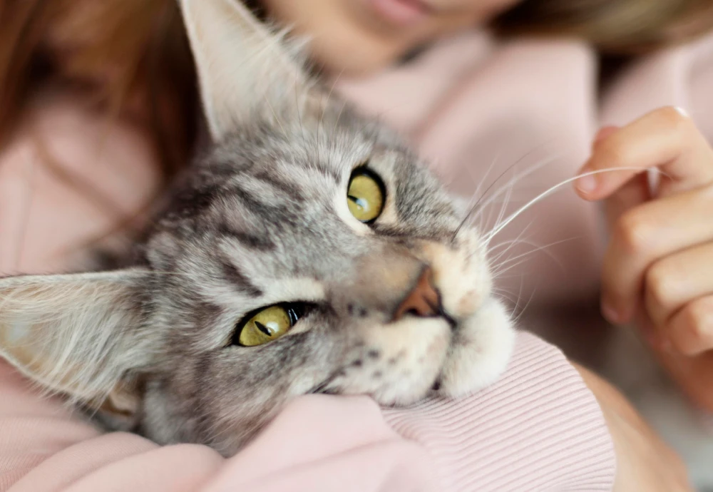 best indoor pet camera